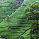 چه چیزی را در سریلانکا بخوریم و بنوشیم